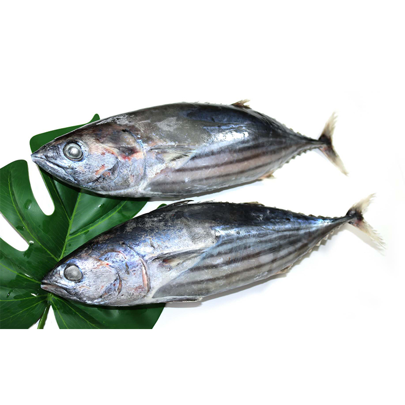 正鰹魚(yú)